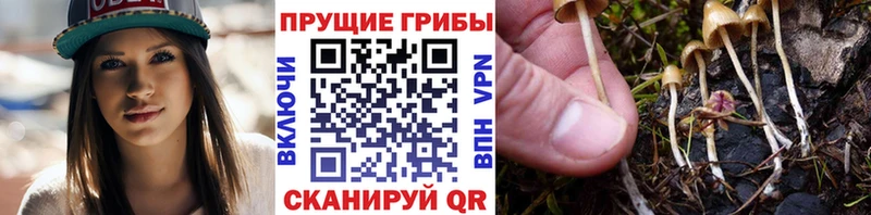 закладки  mega ССЫЛКА  Псилоцибиновые грибы Psilocybine cubensis  Пойковский 